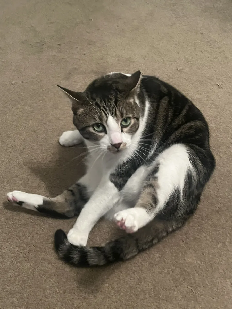 The real Jerry, a grey and white tabby, lying on a carpet looking at the camera